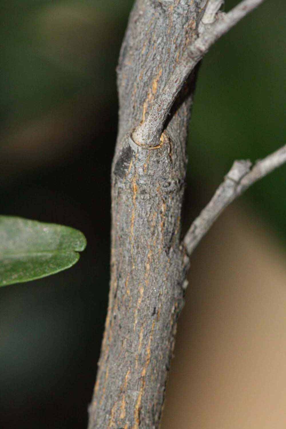              Second - third year twig (Riverside,   CA)       